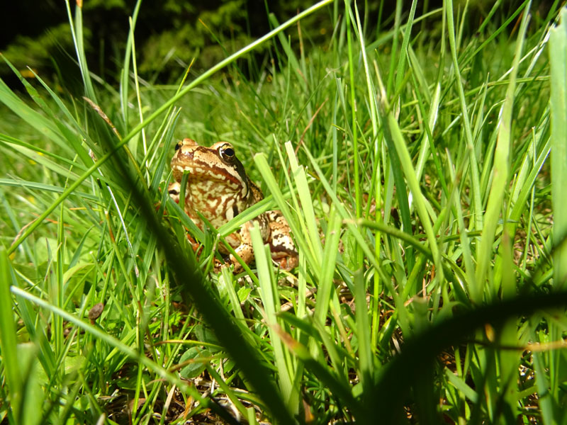 Rana temporaria